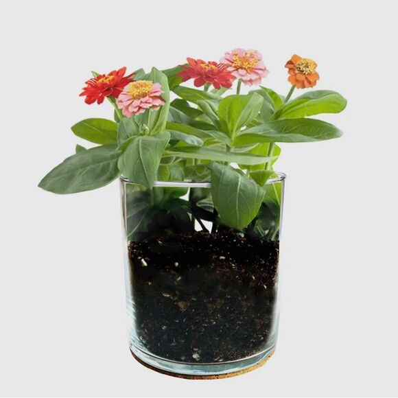 Grow Basil Zinnia/ Giftable - Picture 3 of 3